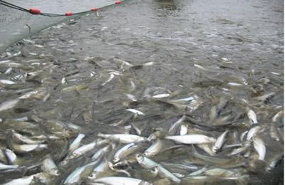 白條魚淡水養(yǎng)殖技術(shù)詳解