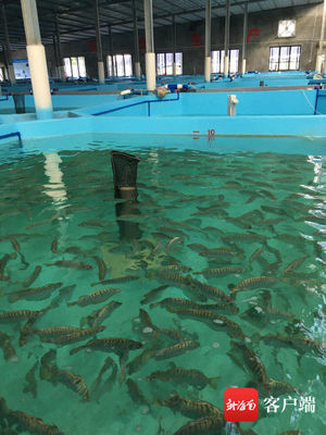 海魚魚苗可淡水養(yǎng)殖!海南銀鼓魚繁育研究獲新突破