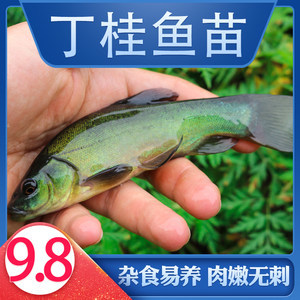 家庭版松鼠桂魚制作秘訣 輕松做出酥脆鮮嫩的美味